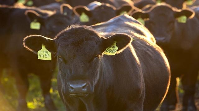 俄罗斯牛肉来了！不惧市场竞争，2020年计划出口1万吨