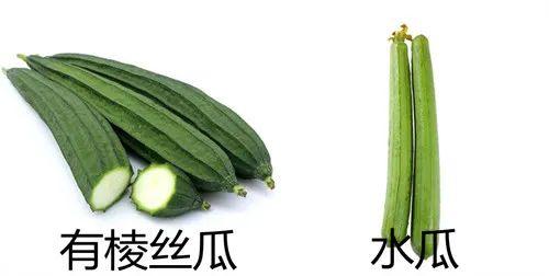 夏天常食的广东丝瓜，原来也是一味岭南中草药