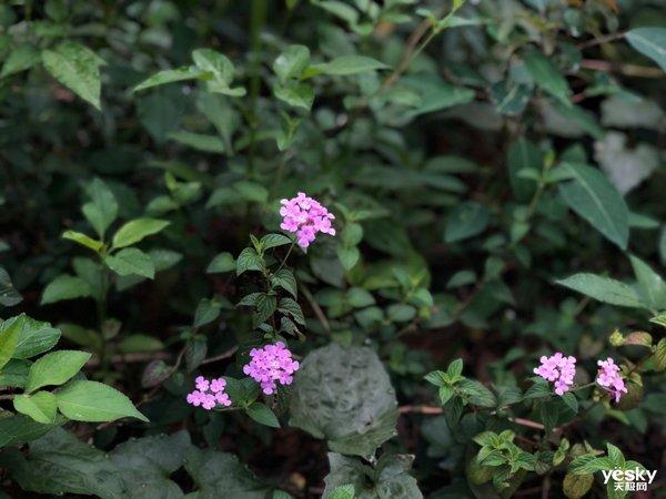 行摄：路边随处可见的美丽 是大自然赠予人类的美好