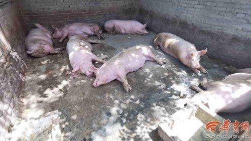 追踪！63岁养猪五保户已与西安一企业达成收购协议