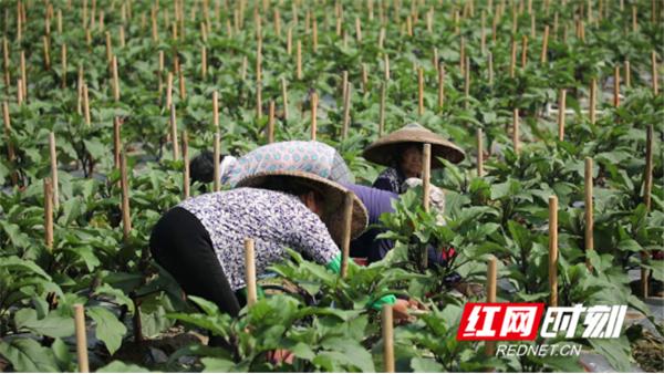 新田东升村：发展富硒蔬菜产业 架起村民“致富桥”