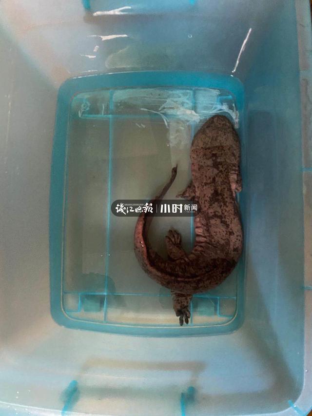 “我捡到一条鱼，怀疑是娃娃鱼”今早杭城一大