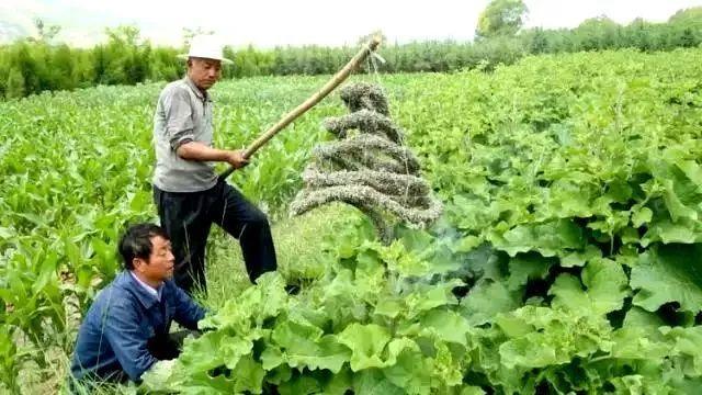 文化传承:临洮,不只是陶乡,还产洮香!妙