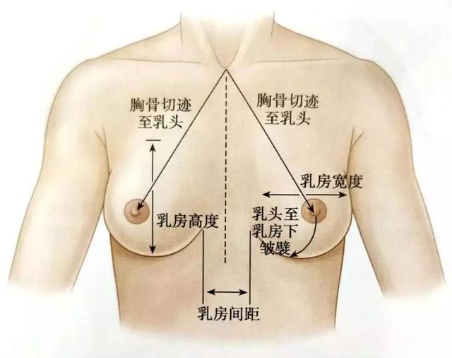 乳房只要大就好看？你的审美可能有误区啦