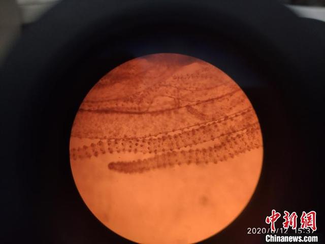 桃花@水中大熊猫桃花水母现身云南 有6亿年生存历史