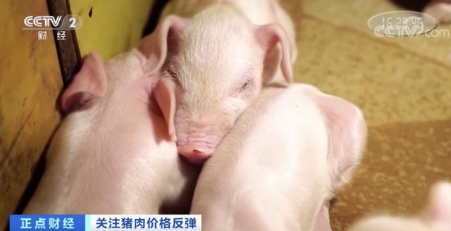 一个月■猪肉价格一个月每公斤涨近7元 最赚钱猪周期持续到何时？