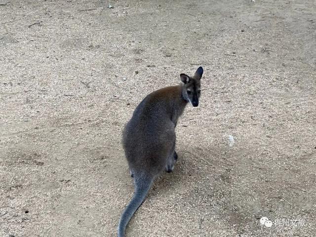 一直不知道，青州这里竟有上百种动物！