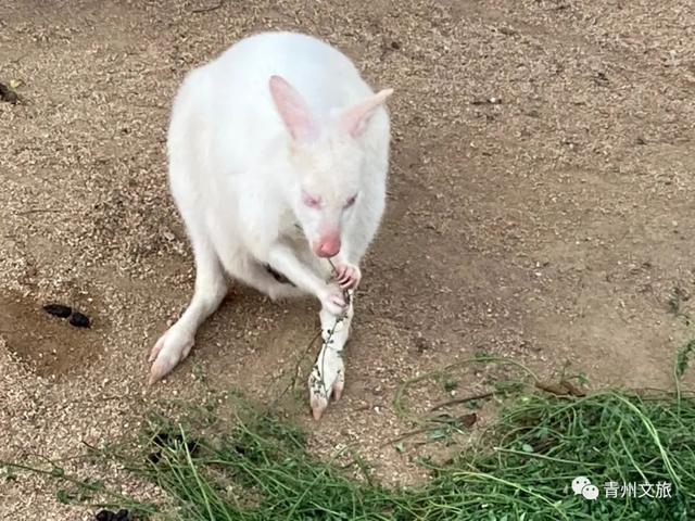 一直不知道，青州这里竟有上百种动物！