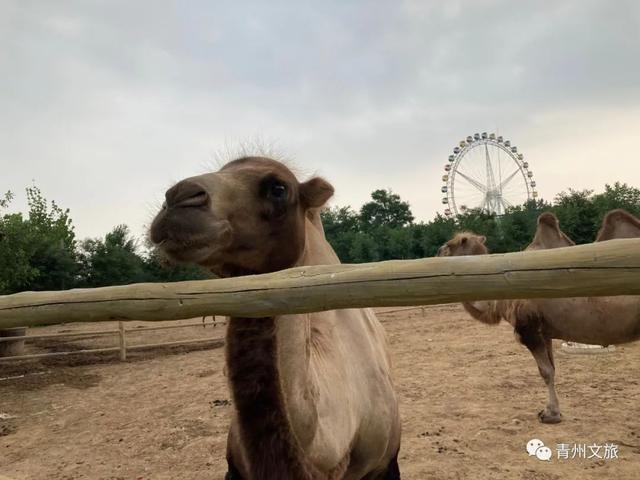 一直不知道，青州这里竟有上百种动物！