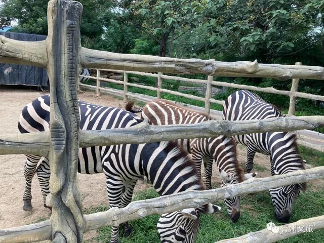 一直不知道，青州这里竟有上百种动物！