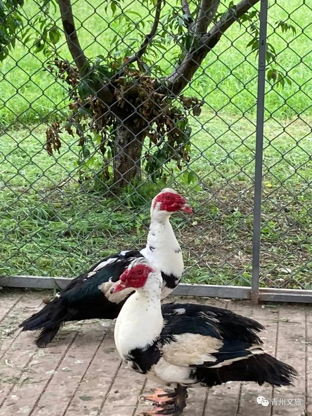 一直不知道，青州这里竟有上百种动物！