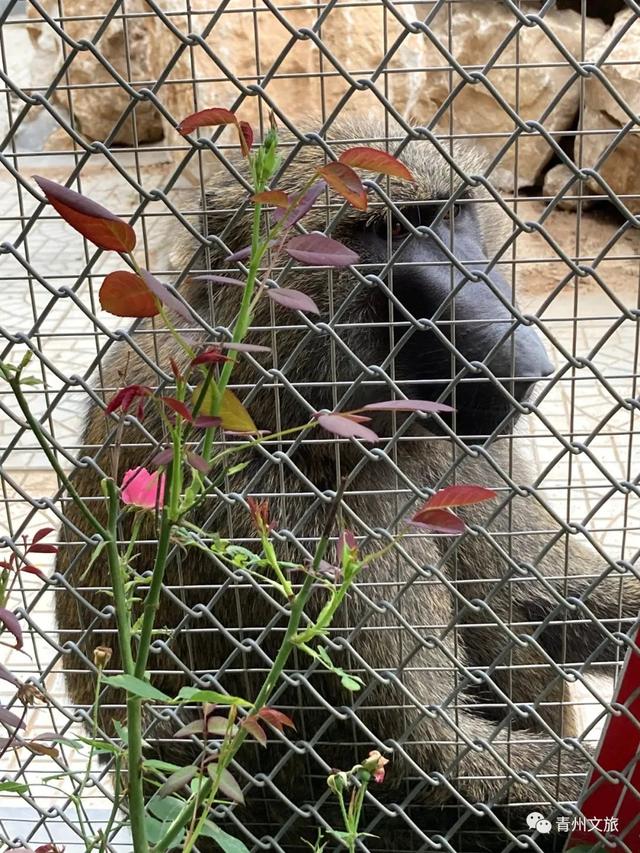 一直不知道，青州这里竟有上百种动物！