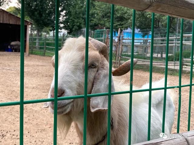 一直不知道，青州这里竟有上百种动物！