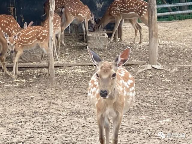 一直不知道，青州这里竟有上百种动物！