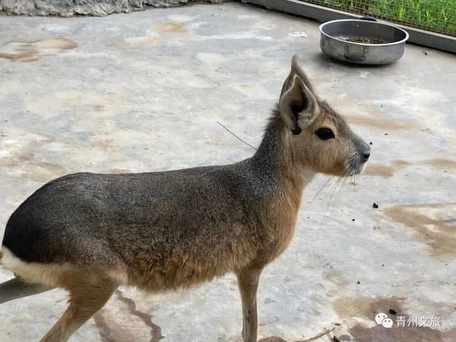 一直不知道，青州这里竟有上百种动物！