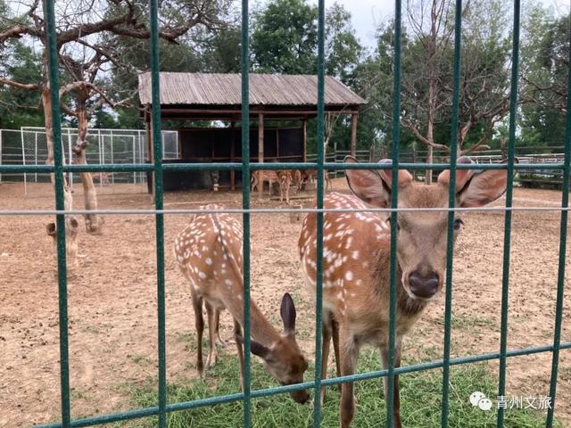 一直不知道，青州这里竟有上百种动物！