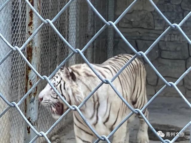 一直不知道，青州这里竟有上百种动物！