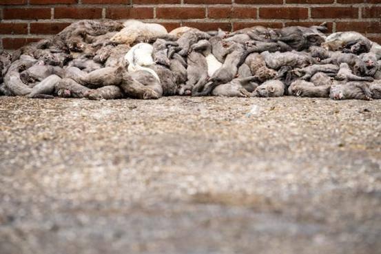 万只|西班牙将扑杀10万只养殖貂 养殖场疫情严重促使产业整改