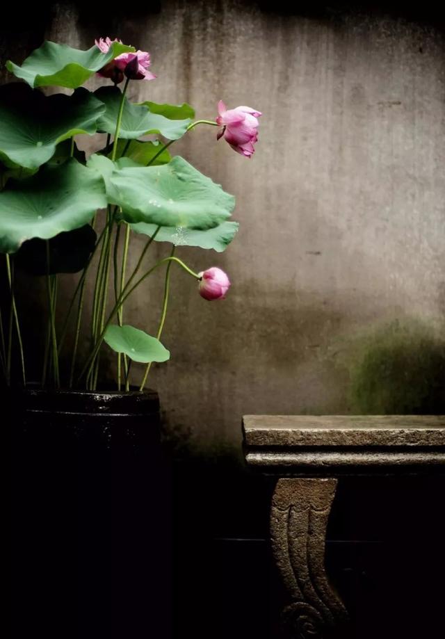 有关|大暑来了 来一波和大暑有关的美图教你发朋友圈