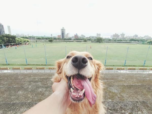 想当宠物系网红最怕照片糊　78.7%网友敲碗：给我