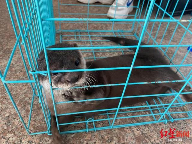 四川泸州警方破获跨省野生动物买卖案，解救水獭猕猴等多只国家保护动物