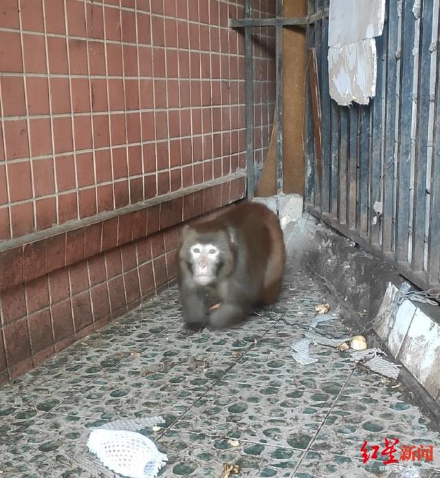 四川泸州警方破获跨省野生动物买卖案，解救水獭猕猴等多只国家保护动物