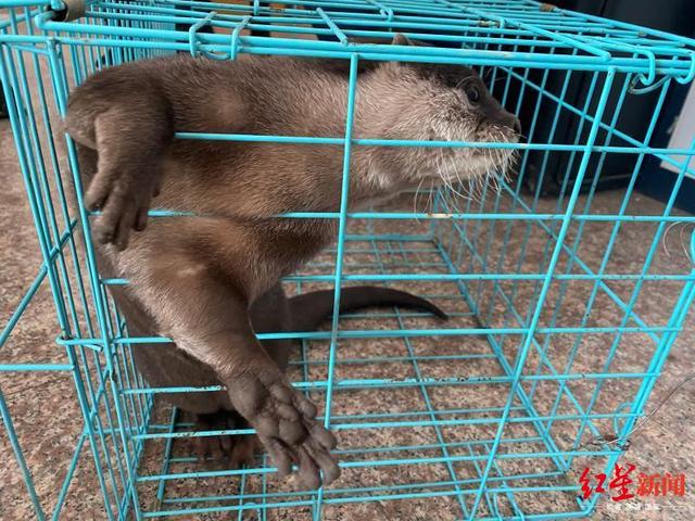 四川泸州警方破获跨省野生动物买卖案，解救水獭猕猴等多只国家保护动物