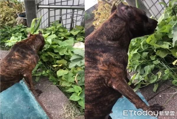 家里有肉不吃“结实汪”专啃顶楼地瓜叶　妈笑翻：你是牛吗？