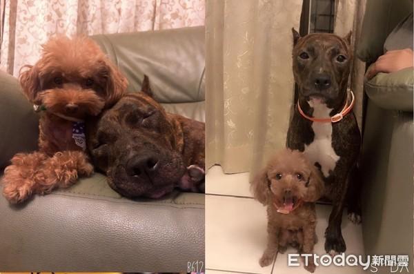 家里有肉不吃“结实汪”专啃顶楼地瓜叶　妈笑翻：你是牛吗？