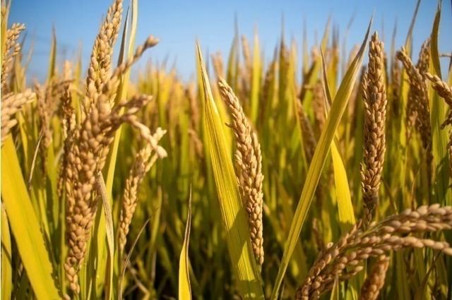 世界瀕臨嚴重糧食危機 中國老百姓的“米袋子”會受影響嗎？