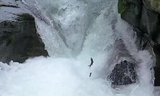 现实|景区上演现实版鱼跃龙门 吸引大波摄影爱好者前来拍照