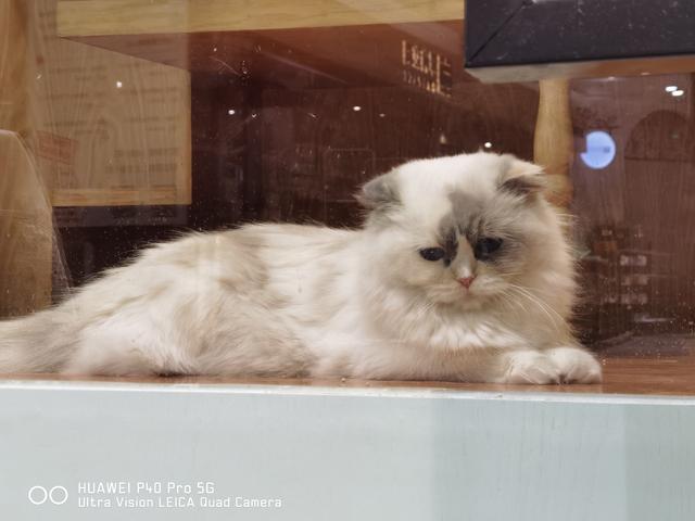 华为P40 Pro体验：用手机拍出好照片，其实真的很