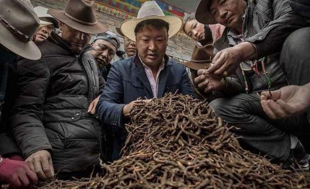 冬虫夏草真的有用吗？