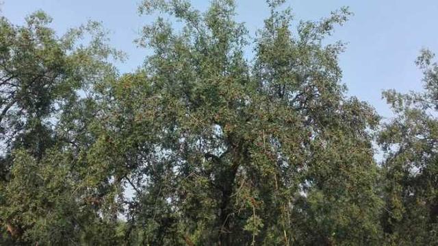 《康桥枣》是怎样结成的一一