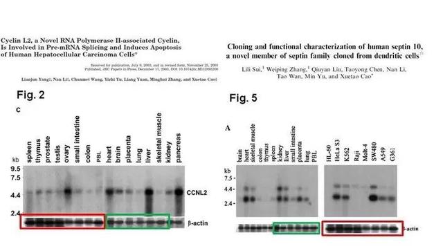 南开校长曹雪涛团队12篇论文被调查