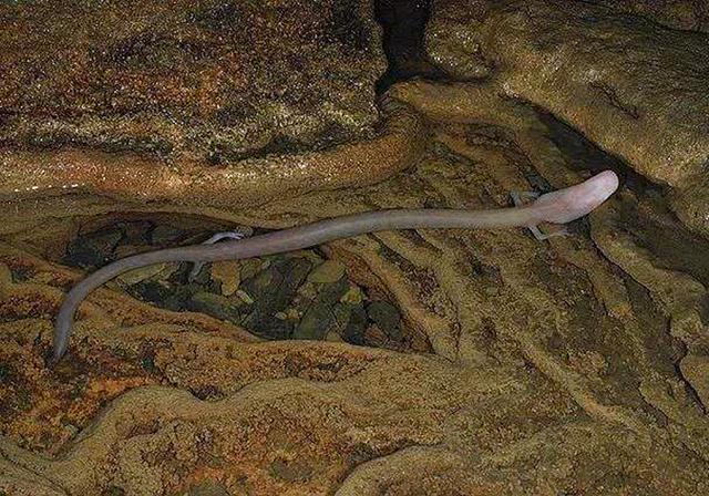 洞螈为何物？不但长着龙的外形，还有着多年不进食却能存活的本领