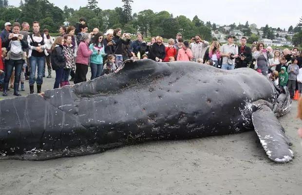 来了！4万多头座头鲸浩浩荡荡逼近悉尼港！气势