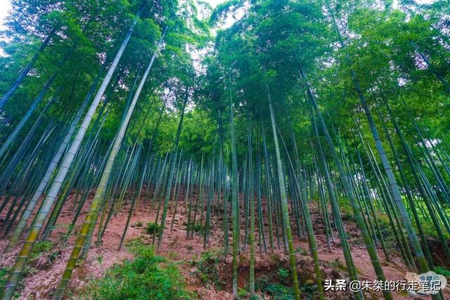 国内最“全”的竹子博物馆 种植竹子389种 是竹乡旅游的王牌景点