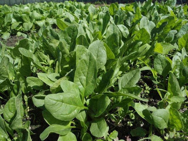 5种蔬菜吃之前要绰水，很多人忽视了，看完以后