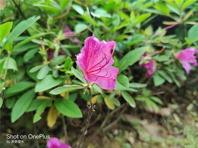 OnePlus 8 Pro深度体验！高素质屏幕下的真安卓旗舰