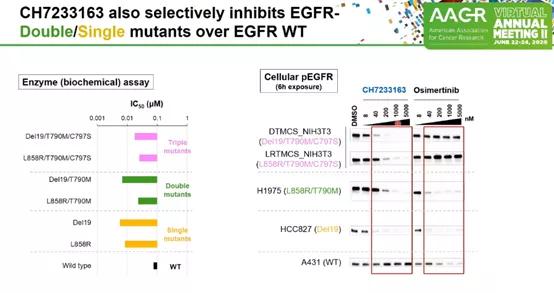 堪称第四代EGFR抑制剂——CH7233163。此次公布的是其临床前数据，体外肿瘤细胞株和小鼠实验均显示，CH72331