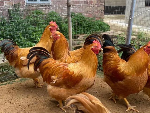 爱心化州鸡 残疾人养的走地鸡出栏了：你愿意买一只吃吃吗？