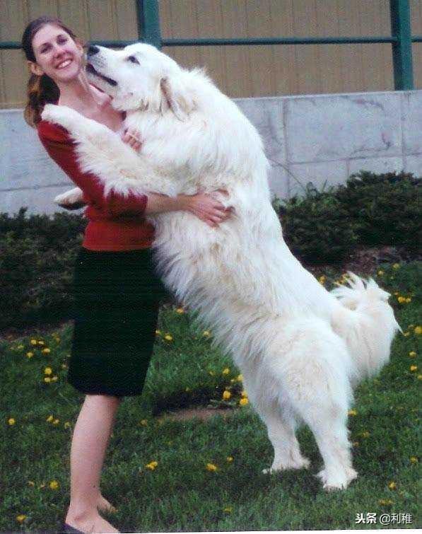 家养宠物犬排名
