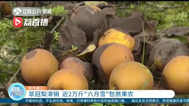帮帮忙！苏州吴江翠冠梨滞销，近2万斤“六月雪”愁煞果农