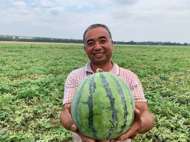 菏泽东明黄河滩200亩西瓜滞销！种植户急盼爱心