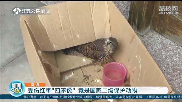院里飞来&ldquo;四不像&rdquo;受伤小鸟 竟是国家二级保护动物红隼