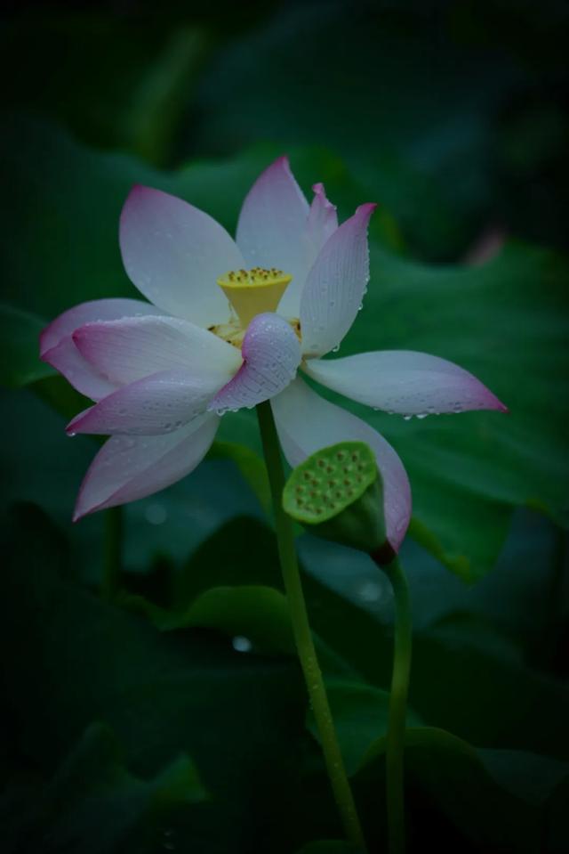 「一波」今日小暑 来一波和小暑有关的唯美图片发朋友圈