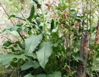 农村野菜\"土大黄\"，过去牲畜都不爱吃，