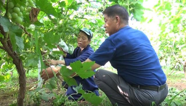 合陽(yáng)縣：搭起葡萄架 蹚出致富路（組圖）