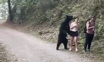 野生|女子路遇野生黑熊被抱住淡定自拍 黑熊还用爪子拍打了游客的腿